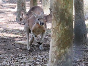 Sydney -  Newcastle - Blackbutt Reserve - Kangaroos