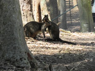 Sydney -  Newcastle - Blackbutt Reserve - Wallabies