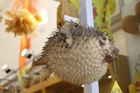 Hong Kong - Lantau Island - Tai O Village - moon fish