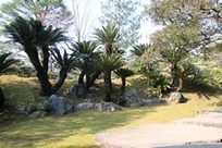 Kyoto - Katsura Imperial Villa - palm trees