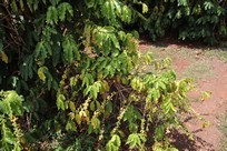 Kauai - Kauai Coffee Company - coffee tree