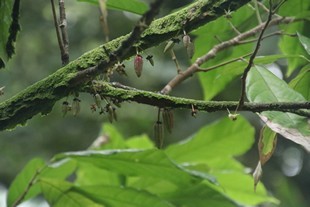 Oahu - Ho'omaluhia Botanical Garden - tree branch