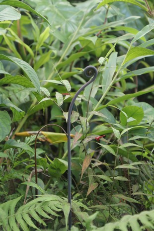 Big Island - Akaka Falls - plants