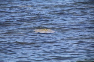 Big Island - Kaloko-Honokohau National Historical Park - sea turtle