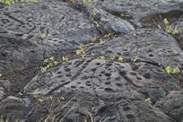 Big Island - Volcanoes National Park - Chain of Craters Road - Pu’u Loa Petroglyphs Trail - view #2