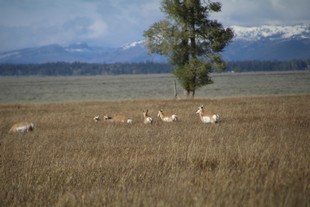 Grand Teton National Park - deers