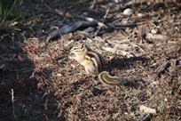 Grand Teton National Park - chipmunk