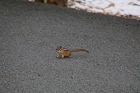 Yellowstone National Park - Wildlife - chipmunk