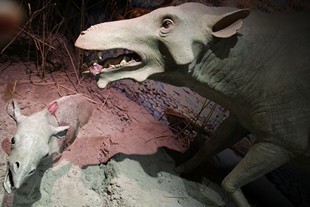 Badlands National Park - Ben Reifel Visitor Center - animals