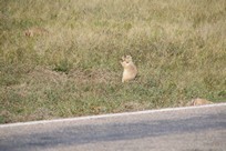 Devils Tower - Prairie Dog Town - prairie dog eating