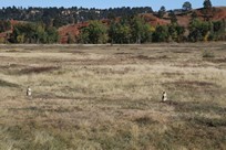 Devils Tower - Prairie Dog Town - prairie dogs